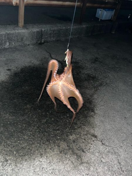 タコ、キロオーバー