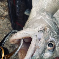 ヘチってきました