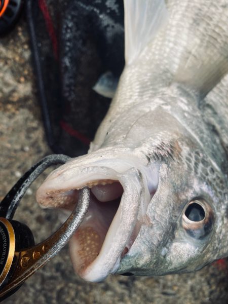 ヘチってきました