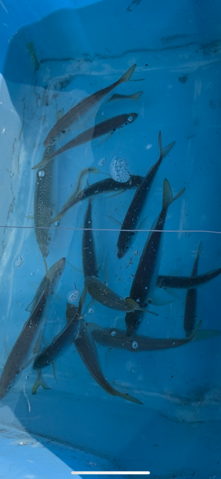 大阪湾沖合でアジ釣り！