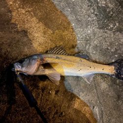 久々のシーバス