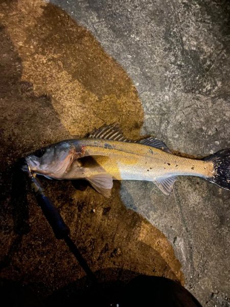 久々のシーバス