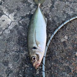 ギガアジと良型鯖