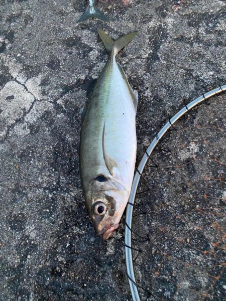 ギガアジと良型鯖