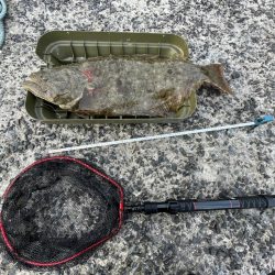 ヒラメ80cm‼࿠…