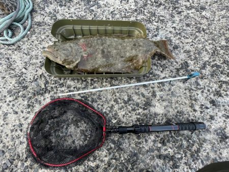 ヒラメ80cm‼࿠…