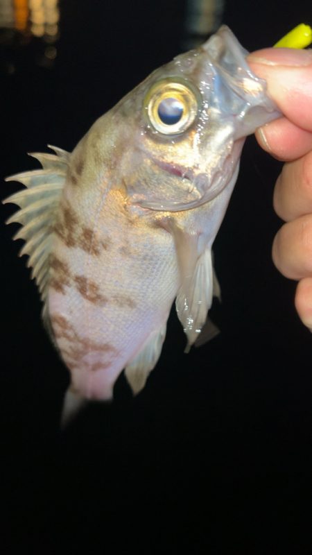 しごおわメバリング