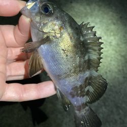 リリースサイズが連発