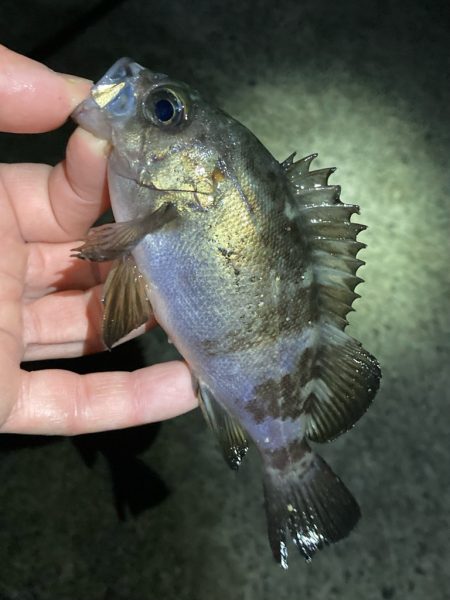 リリースサイズが連発