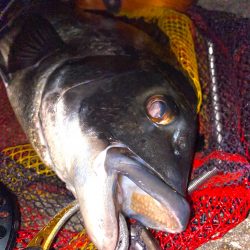 ヘチってきました