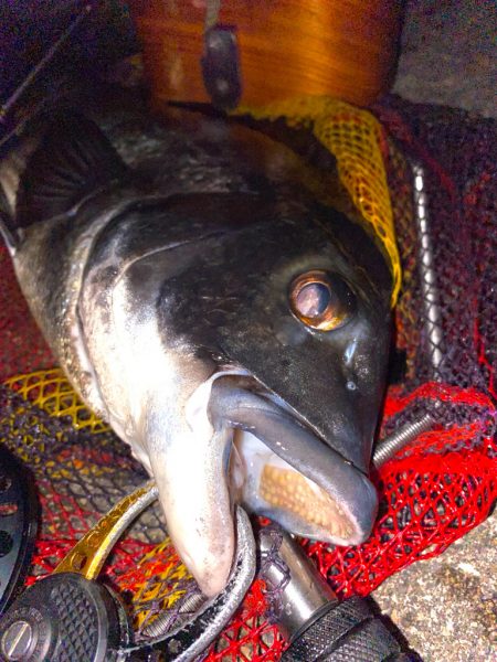 ヘチってきました