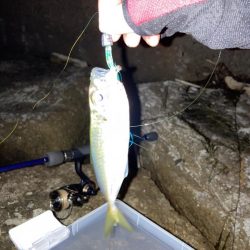 お久しアジング