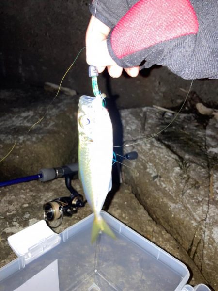 お久しアジング