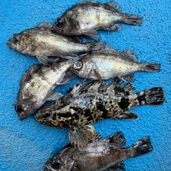 メバリングでおチヌさん