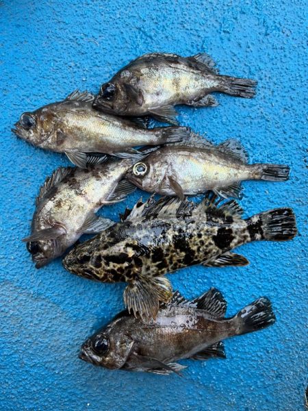 メバリングでおチヌさん