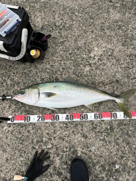 やっと鰤サイズ