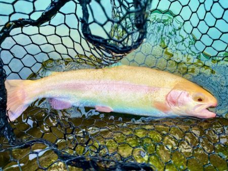 OPEN！リバーランズ山都！