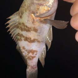 仕事終わりメバリング