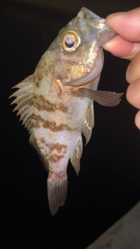 仕事終わりメバリング