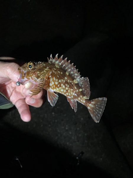 ガシラ♩ガシラ