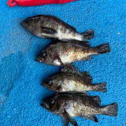 メバリング好調です