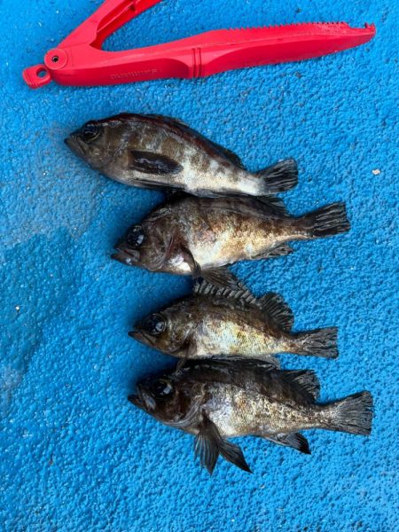 メバリング好調です