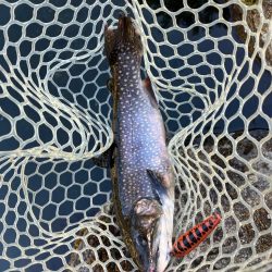 エリアトラウト