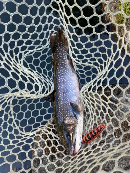 エリアトラウト