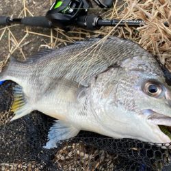 雨上がりチニング