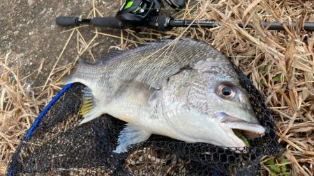 雨上がりチニング