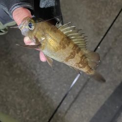 可愛いめばちゃん❤️