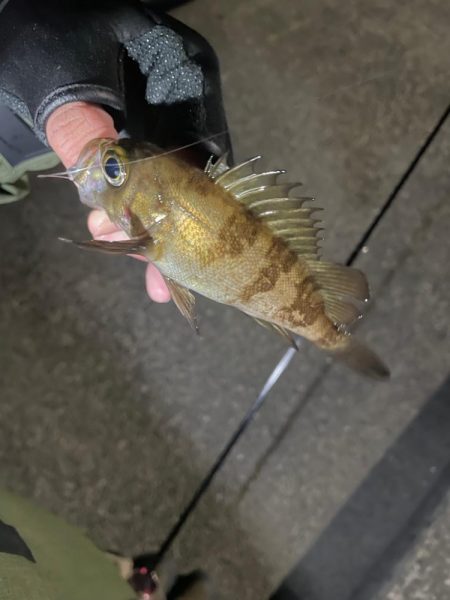 可愛いめばちゃん❤þ…