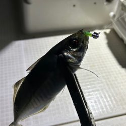 初ボートアジング