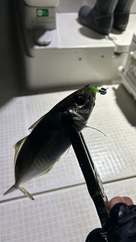 初ボートアジング