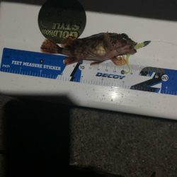 アジングに行ったのですが