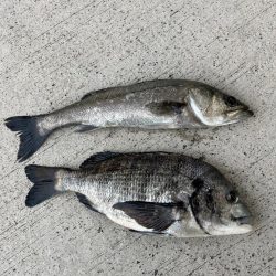 エビ撒きで魚の活性高いです
