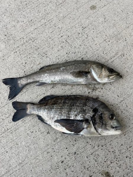 エビ撒きで魚の活性高いです