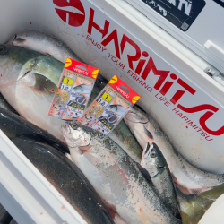 サーモン/ルアー・脈釣り