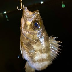 メバルプラッキング〜👍