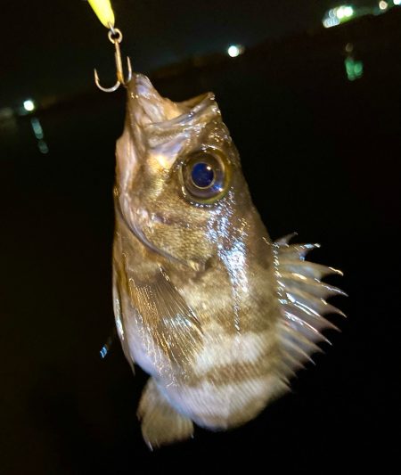 メバルプラッキング〜👍