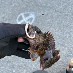 激渋ライトゲーム