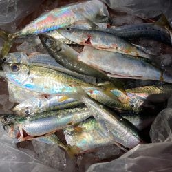 アジ、イワシ、サバ