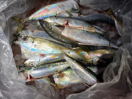 アジ、イワシ、サバ