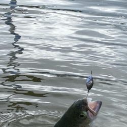 かめプー良いとこ一度はおいで〜