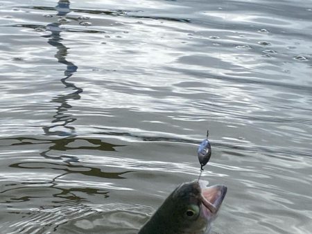 かめプー良いとこ一度はおいで〜