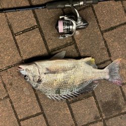 アタリはあるがなかなか乗らず