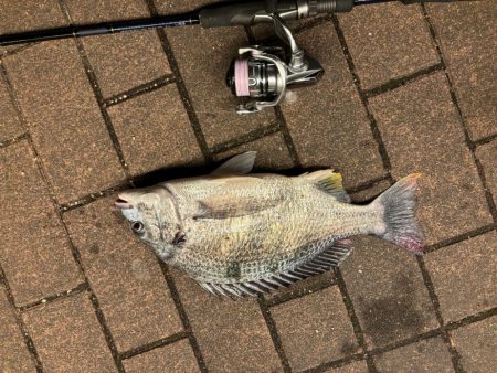 アタリはあるがなかなか乗らず