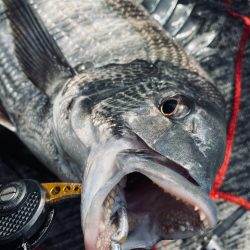 ヘチってきました