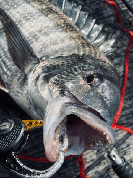 ヘチってきました