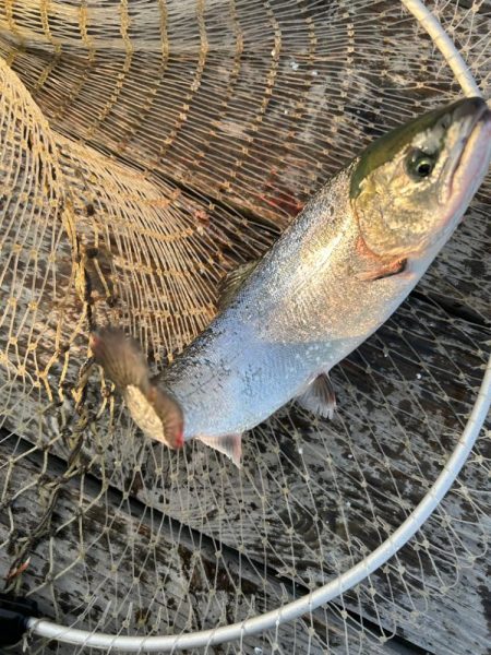 海恵さんにて久しぶり釣り堀